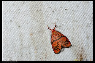 <i>Miltochrista delineata</i> Species of moth