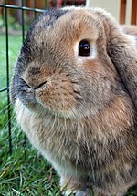 Miniatura para Mini Lop