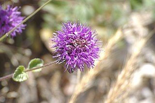 <i>Monardella undulata</i> Species of flowering plant