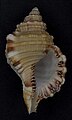 Fotografia da concha de M. parthenopeus, sem o perióstraco; da coleção do Museu de História Natural de Leiden.