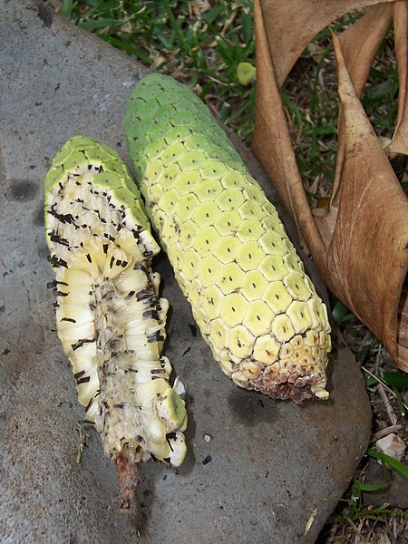 File:Monstera deliciosa ripen fruit 01.JPG