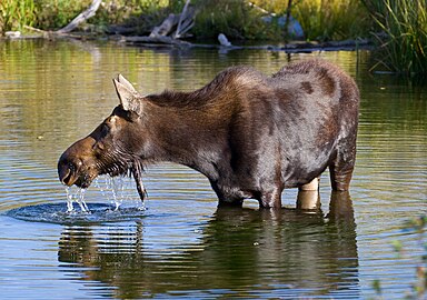 Moose in Grand Teton National Park 2 (7994780433).jpg
