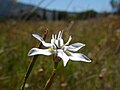 Moraea viscaria flower