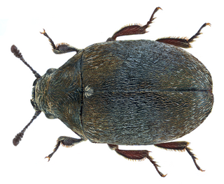 <i>Morychus</i> (beetle) Genus of beetles