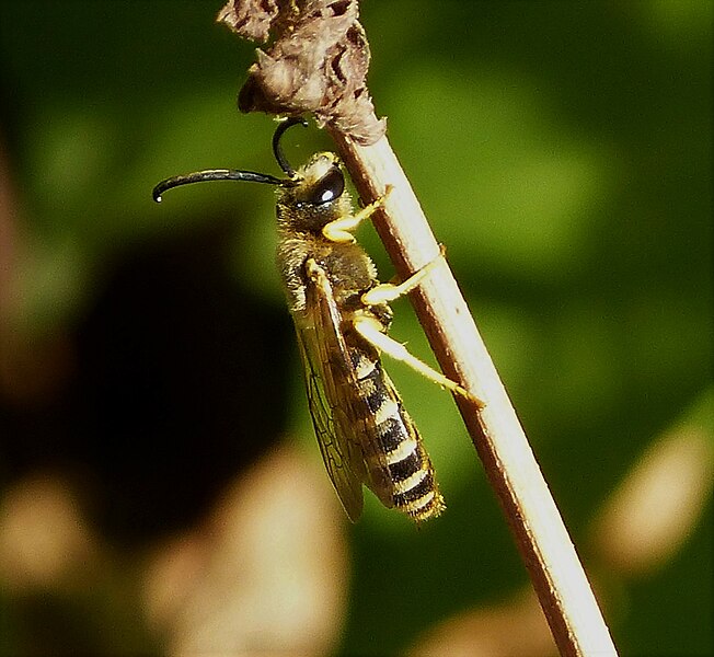 File:Most probably Halictus scabiosae (32628845712).jpg