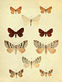 Moths of the British Isles Series2 Plate055.jpg