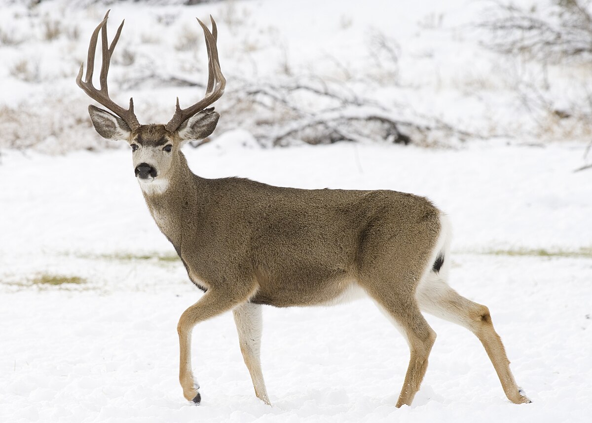 Tracking Deer Before and After Snow