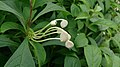 Musical Note Plant (Clerodendrum dusenii).jpg