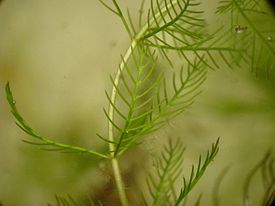 Myriophyllum spicatum.jpeg