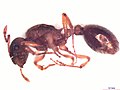 Myrmica rubra