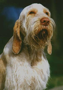 Spinone Wikipédia