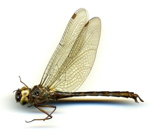 <i>Antipodochlora braueri</i> Species of dragonfly