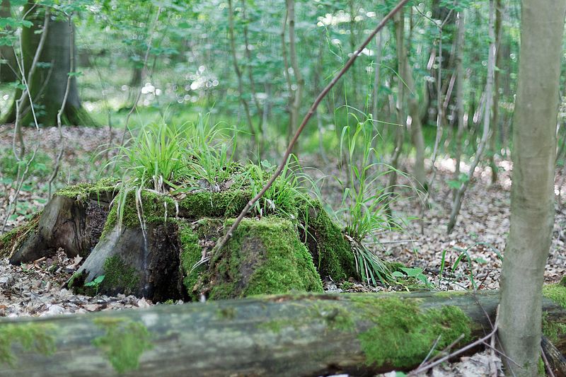 File:NSG Hakendorfer Wälder Totholz.jpg