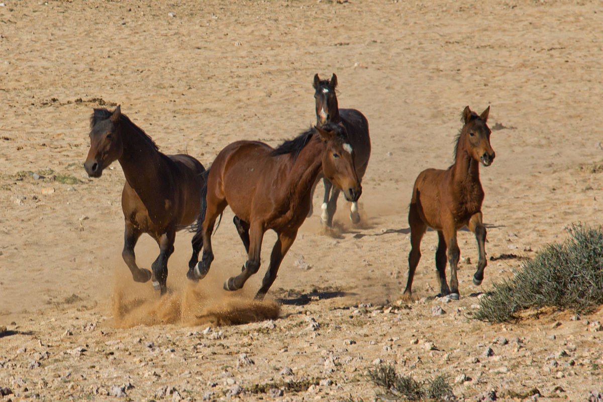 Namib Desert Horse Wikipedia