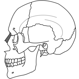 Nasal Bone Simple.png