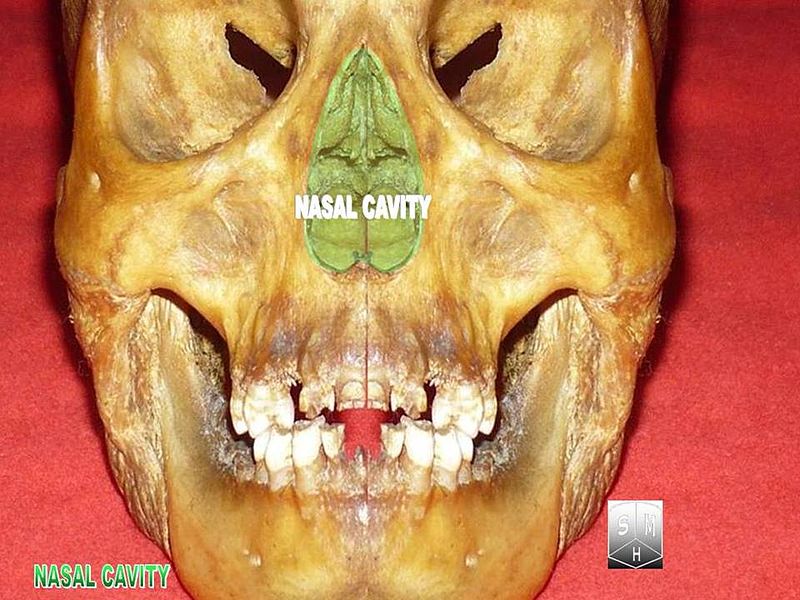 File:Nasal cavity.jpg