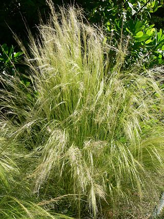 <i>Nassella tenuissima</i> Species of grass