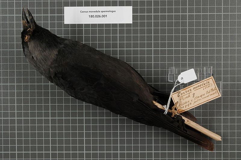 File:Naturalis Biodiversity Center - RMNH.AVES.140531 1 - Corvus monedula spermologus Vieillot, 1817 - Corvidae - bird skin specimen.jpeg