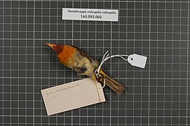 Naturalis Biodiversity Center - RMNH.AVES.152085 2 - Hemithraupis ruficapilla ruficapilla (Vieillot, 1818) - Emberizidae - bird skin specimen.jpeg