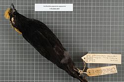 Naturalis Biodiversity Center - RMNH.AVES.19827 1 - Archboldia papuensis papuensis Rand, 1940 - Ptilonorhynchidae - bird skin specimen.jpeg