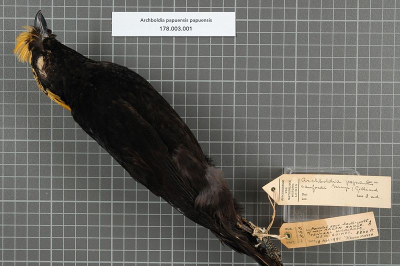 File:Naturalis Biodiversity Center - RMNH.AVES.19827 1 - Archboldia papuensis papuensis Rand, 1940 - Ptilonorhynchidae - bird skin specimen.jpeg