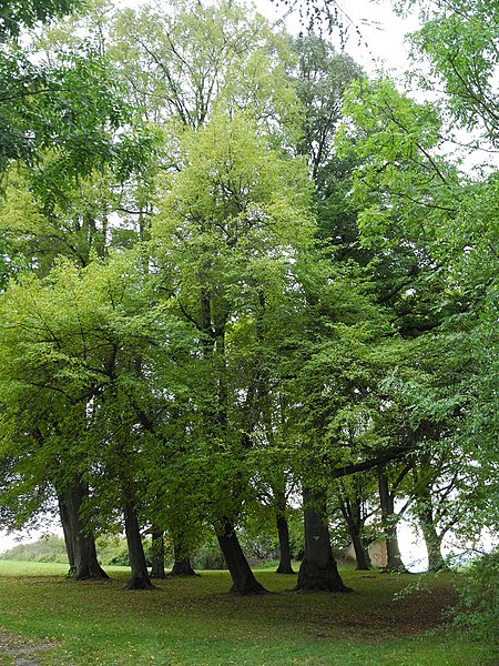 File:Naturdenkmal Lindengruppe bei Orferode 2020-10-18 a.JPG