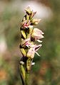 Neotinea maculata Spanien Orchi 046.jpg