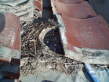 Urban nest under a roof tile of a wooden house in Japan Nest of Passer montanus B.jpg