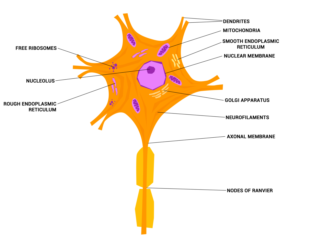 neuron model labeled