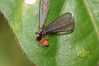 Nigma sp