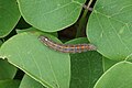 * Nomination Noctuidae (caterpillar) --Vengolis 23:47, 10 August 2017 (UTC) * Promotion Good quality. PumpkinSky 00:28, 11 August 2017 (UTC)