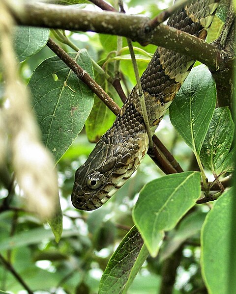 File:Northern Water Snake - close up.jpg