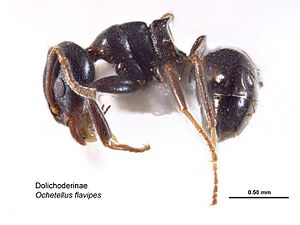 Ochetellus flavipes.jpg