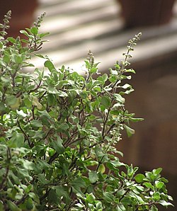 Ocimum tenuiflorum2.jpg