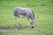 Offroad Safari v ZOO Dvůr Králové 28.5.2016