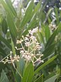 Flowers of Olea lancea