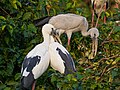 * Nomination Asian openbill fledgling with adults (Anastomus oscitans), Ranganathittu, Karnataka --Tagooty 02:10, 25 February 2024 (UTC) * Promotion  Support Good quality. --Johann Jaritz 02:58, 25 February 2024 (UTC)