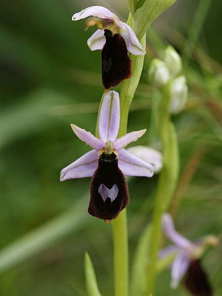 File:Ophrys balearica (flowers).jpg