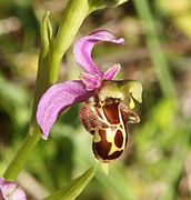 Ophrys × albertiana