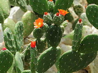 <i>Opuntia quitensis</i> Species of cactus