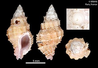 <i>Orania rosea</i> Species of gastropod