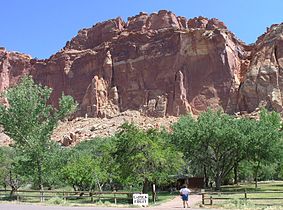 Orchard in Fruita