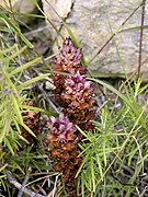 Orobanche latisquama