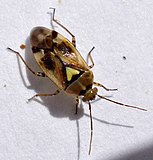 Orthops basalis