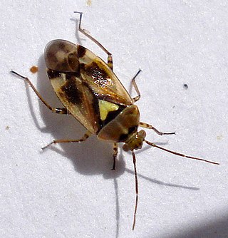 <i>Orthops basalis</i> Species of true bug