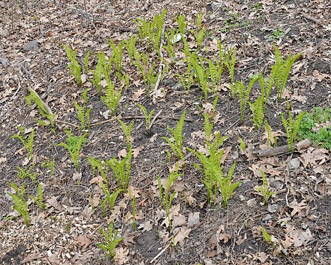 Ostrich Fern (Matteuccia struthiopteris)