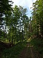 Čeština: Příroda v Chráněné krajinné oblasti Křivoklátsko v okolí Hudlic, Nižbora a Žloukovic nápověda English: CHKO Křivoklátsko protected landscape area near villages of Hudlice, Nižbor and Žloukovice in Central Bohemian region, CZ help