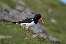 európai csigaforgató (Haematopus ostralegus)