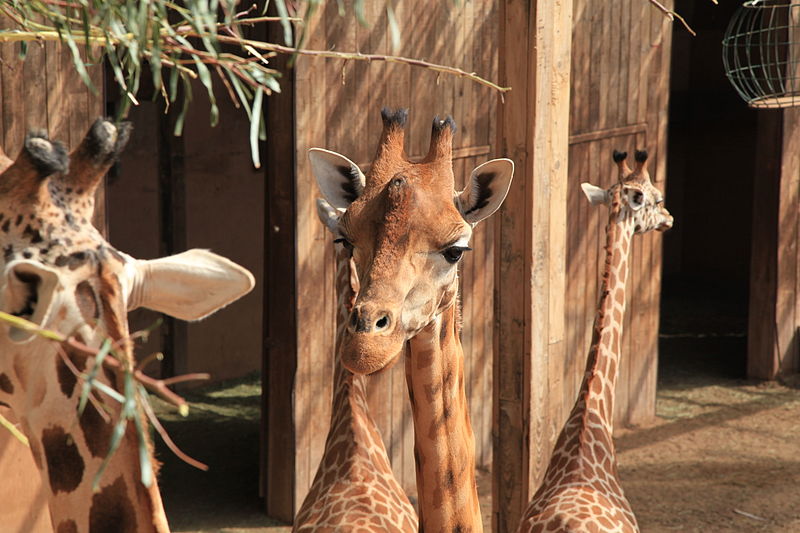 File:Pájara La Lajita - Oasis Park - Giraffa camelopardalis 03 ies.jpg