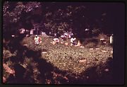 PICKING BEANS ON JOHN'S ISLAND - NARA - 546964.jpg